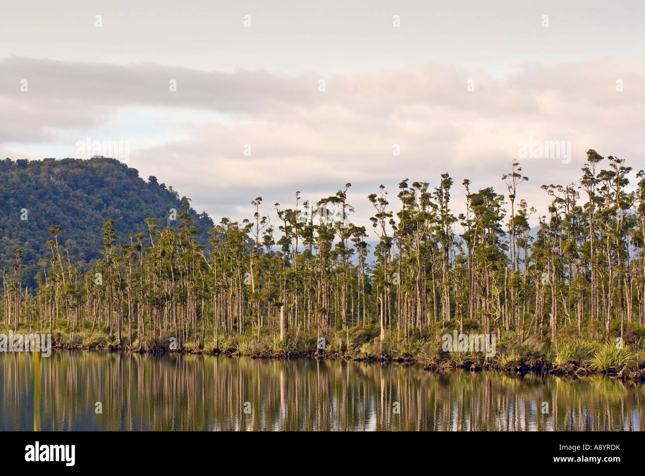 Exportverpackung und Flachs wachsen in Feuchtgebieten rund um Lake Wahapo West Coast of New Zealand Stockfoto