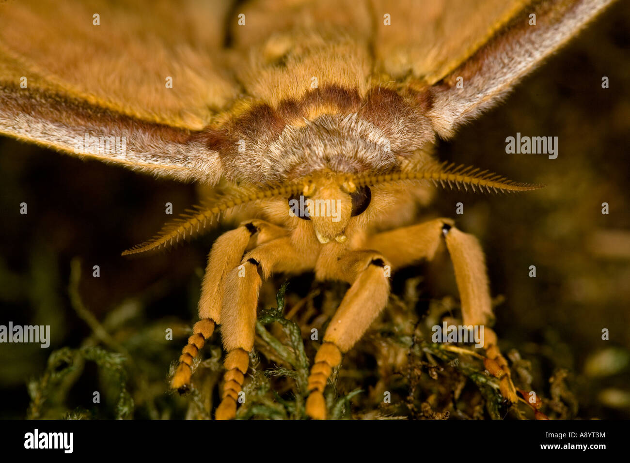 Nachtfalter Stockfoto