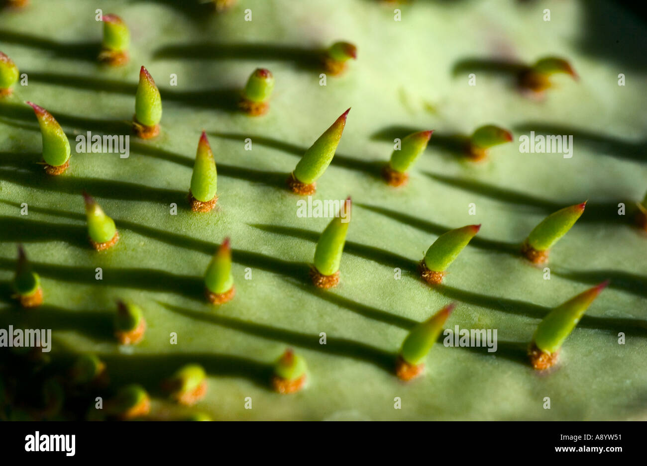 Kaktus-close-up-Studie Stockfoto