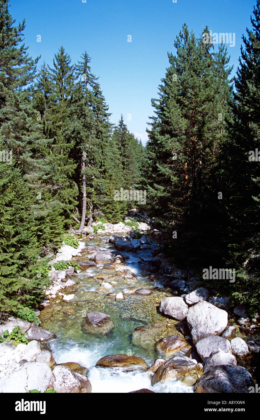 Fluss, der durch Kiefernwald im Pirin-Gebirge in der Nähe von Bansko, Bulgarien Stockfoto