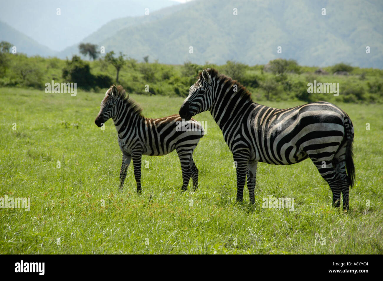 Zebras-Mutter mit ihrem Fohlen in der Savanne Nechisar Nationalpark in der Nähe von Arba Minch-Äthiopien Stockfoto