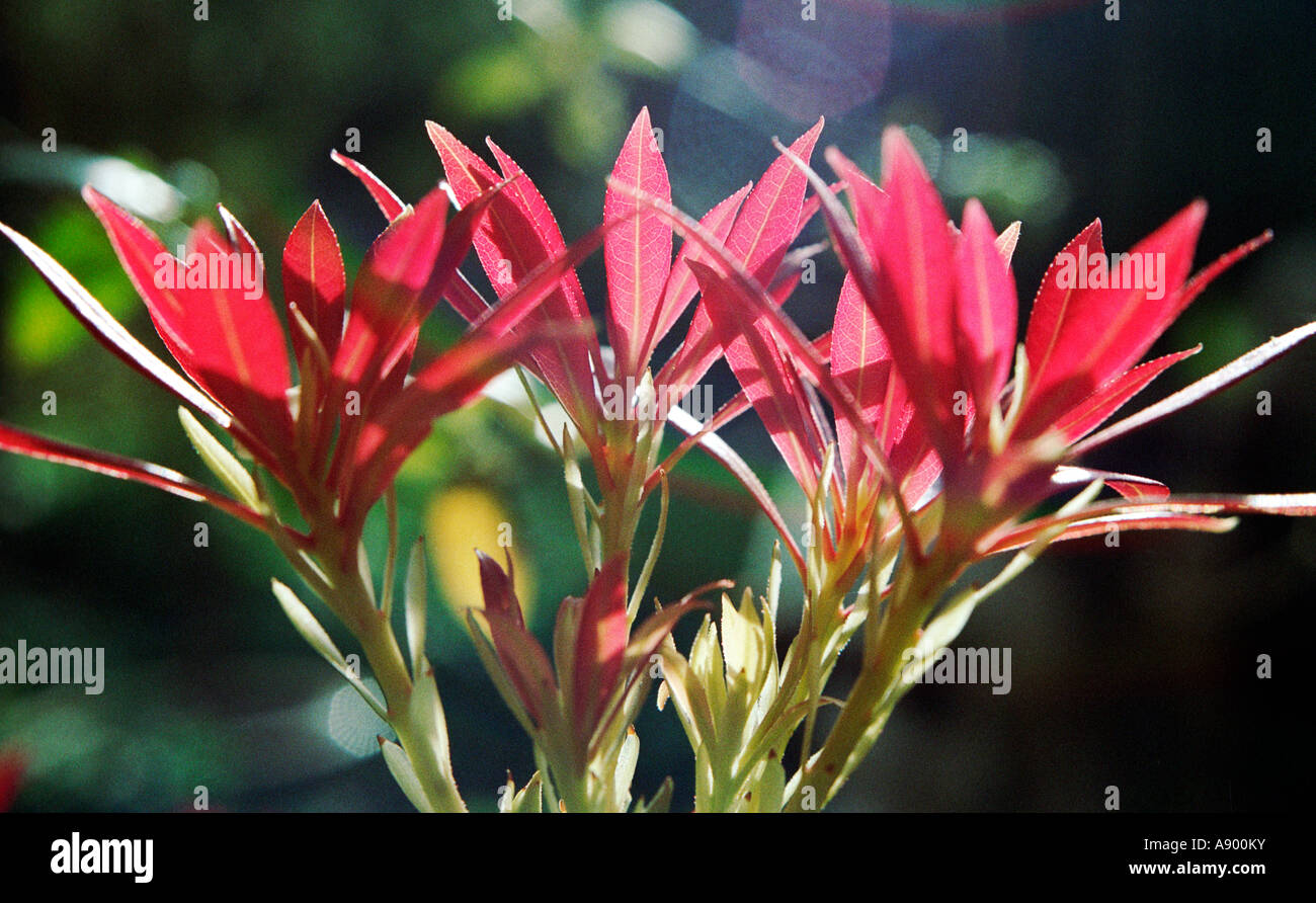 Pieris, 'Forest Flame', neue rote Blätter mit Sonnenlicht hinter Stockfoto