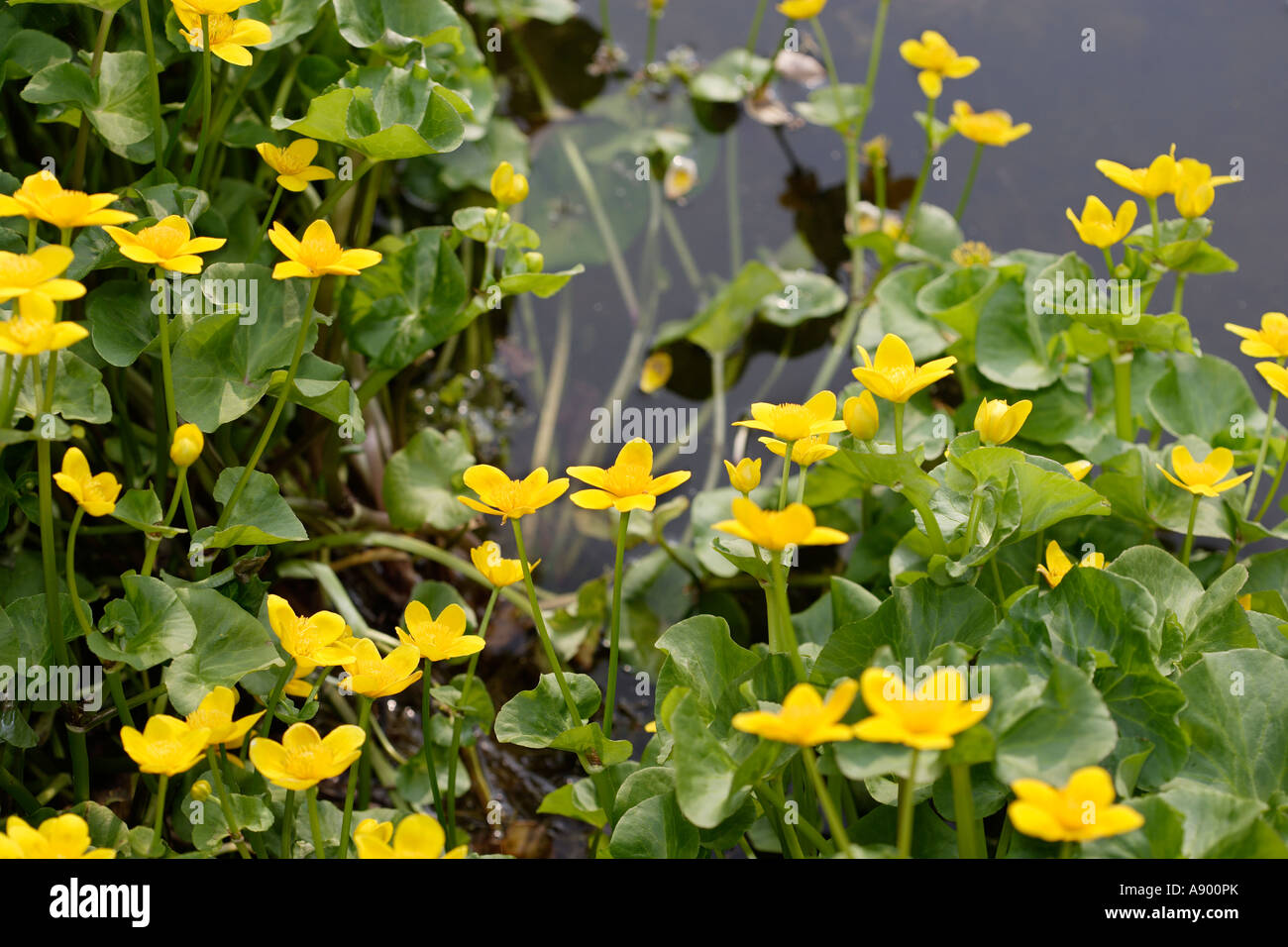 Marsh Marigold von einem Teich Stockfoto