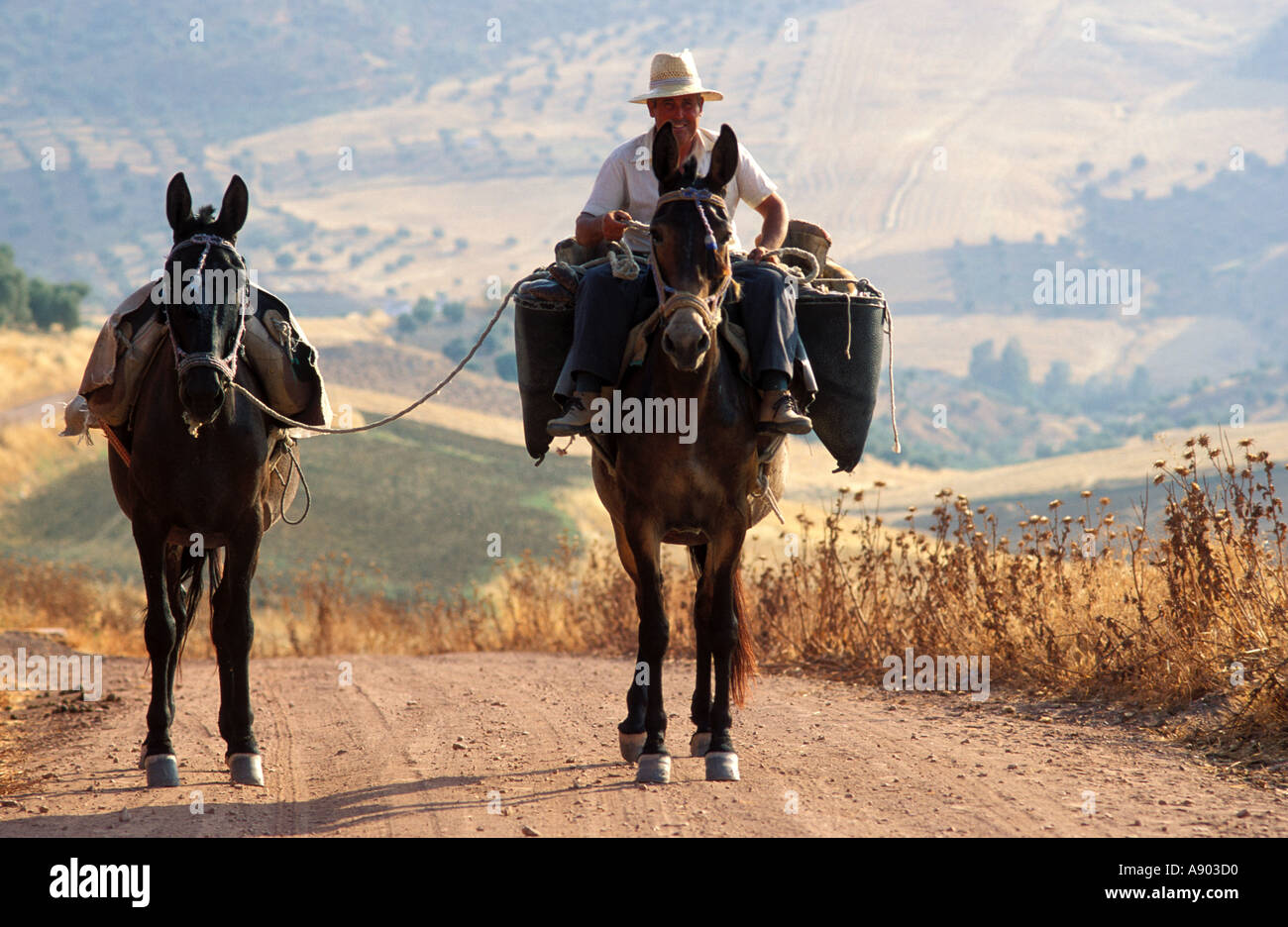 Landwirt und Maultiere tragen zu produzieren, in der Nähe von Olvera Cadiz Provinz Andalusien Andalusien Spanien Stockfoto