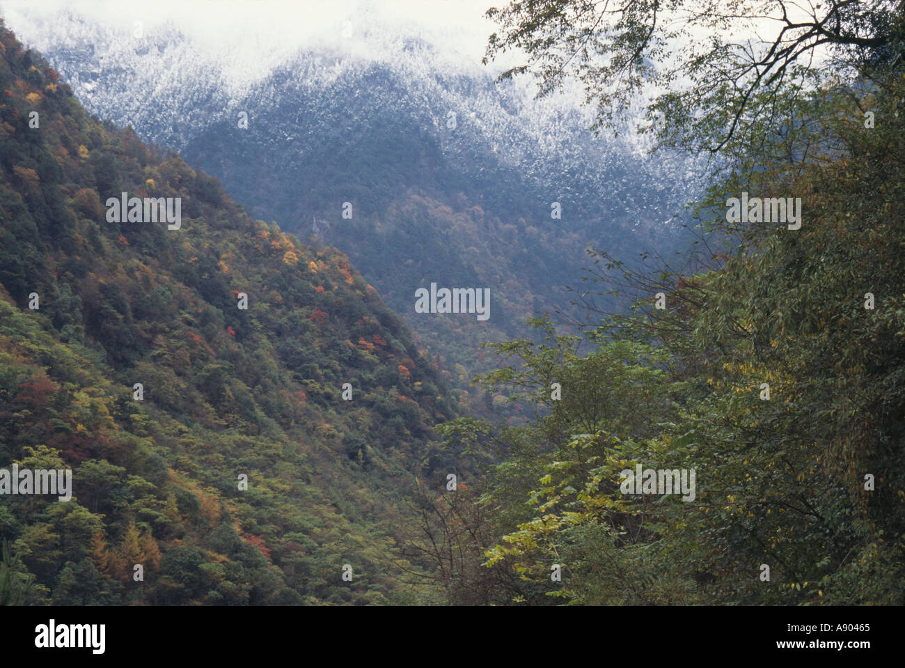 Landschaft des Wolong Valley nach Hause von der Riesenpanda fallenden Schnee Wolong Panda Reservat Provinz Sichuan China Stockfoto