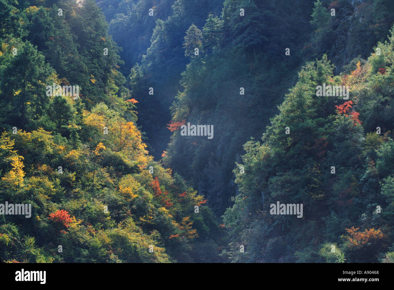 Wald in Wolong Tal Heimat der Pandabären Wolong Panda Reservat Provinz Sichuan China Stockfoto