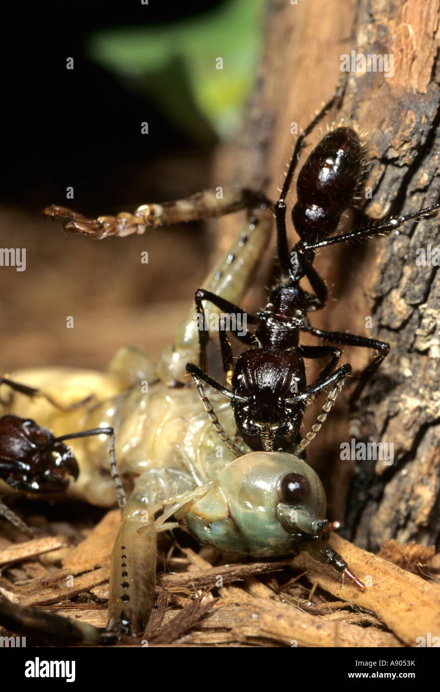 Cincinatti Zoo. Paraponera clavata. Wie bullet Ant, einem der größten Ameisen in Südamerika mit den meisten schmerzhaften Stich bekannt. Stockfoto