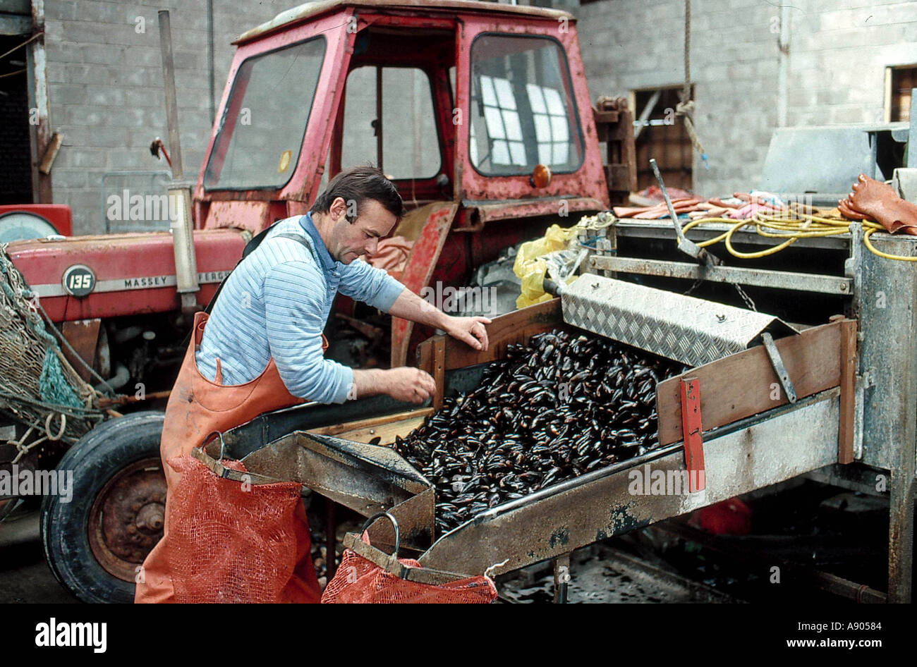 Fisch-Industrie in Schottland Mann Reinigung der Muscheln Stockfoto