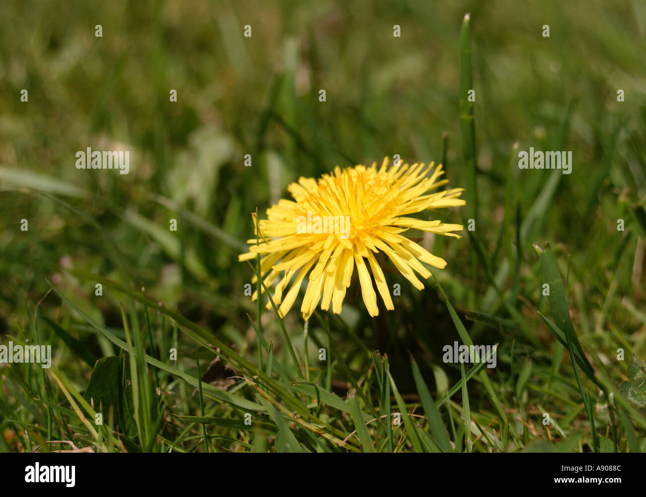 LÖWENZAHN IM GARTEN RASEN Stockfoto