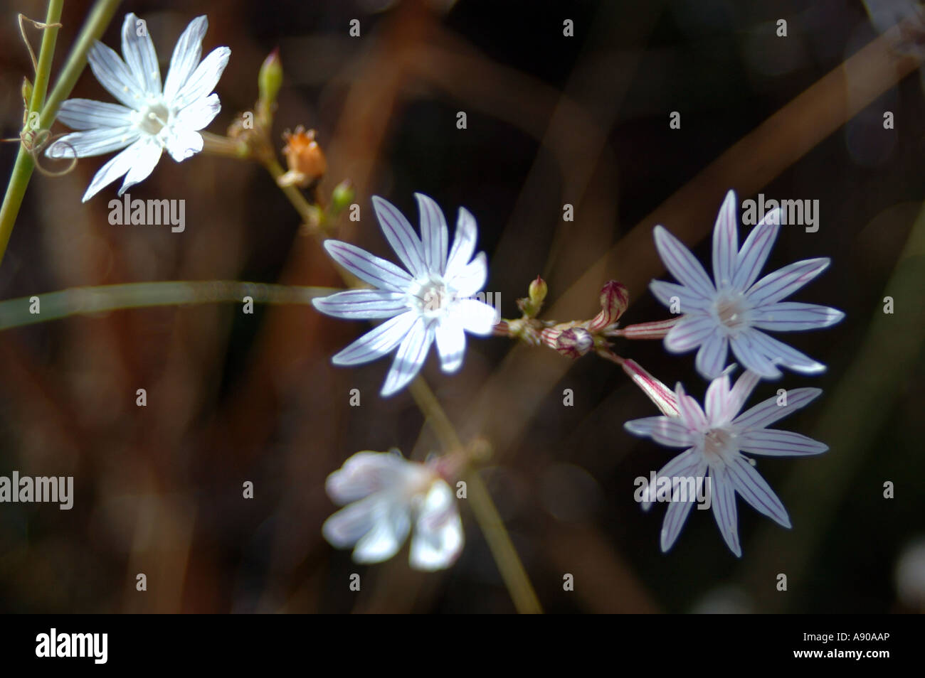 Wilde Blume Stockfoto