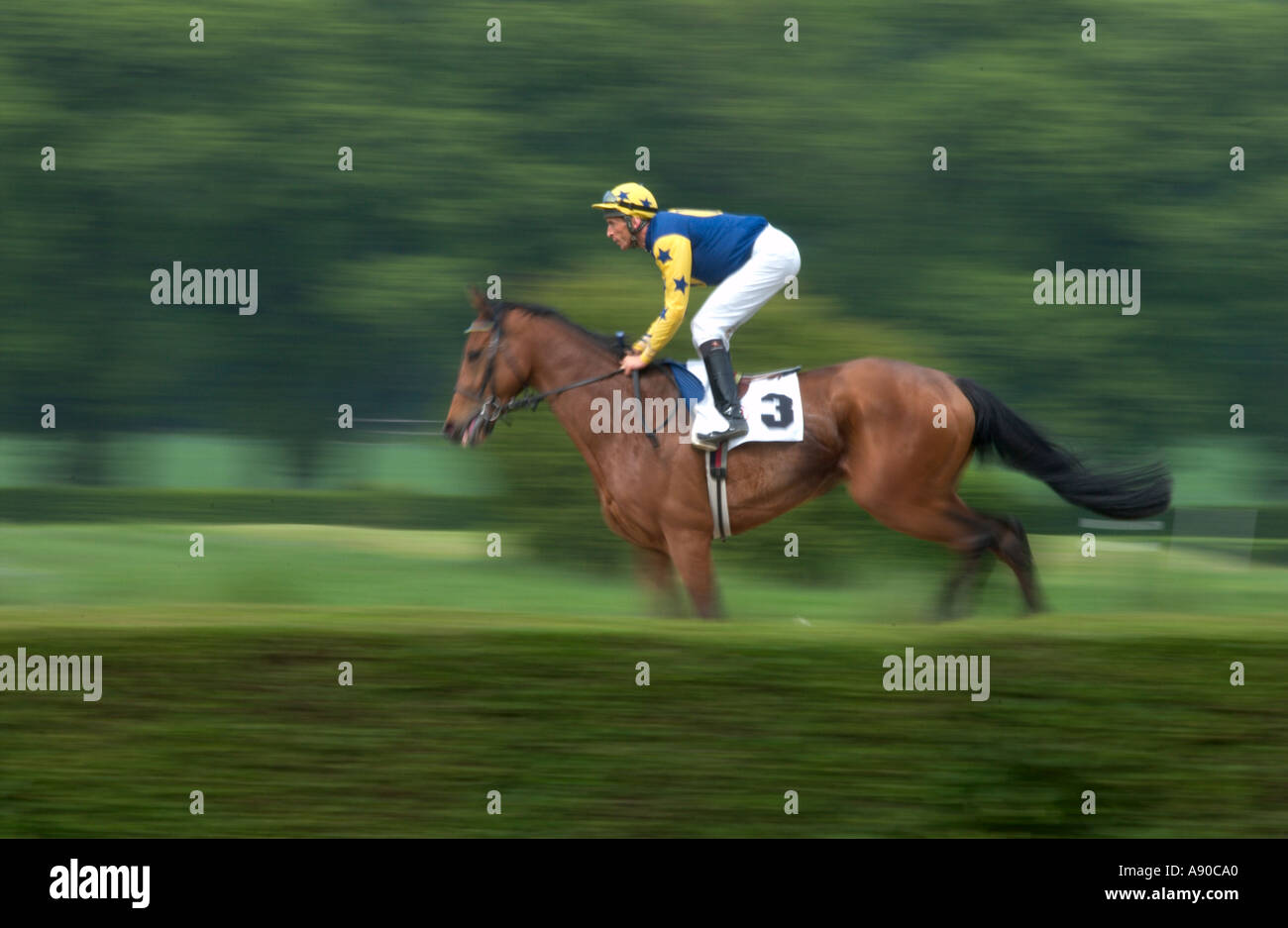 Rennpferd und Jockey von der Seite hinter Hecke Stockfoto