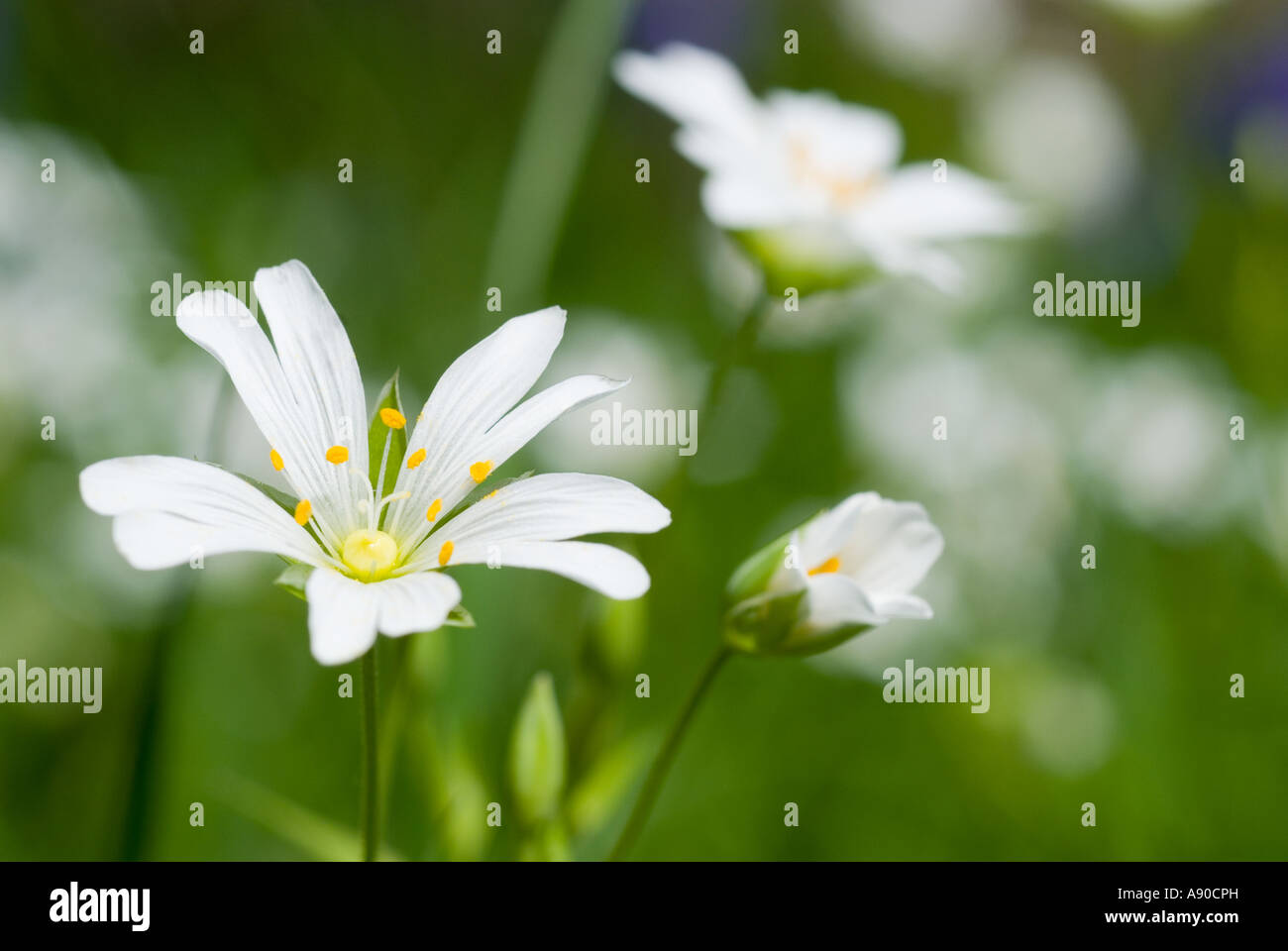 Ein Makro Natur Closeup Bild der englischen Wald Blumen in schönen Sommersonnenschein gedreht Stockfoto