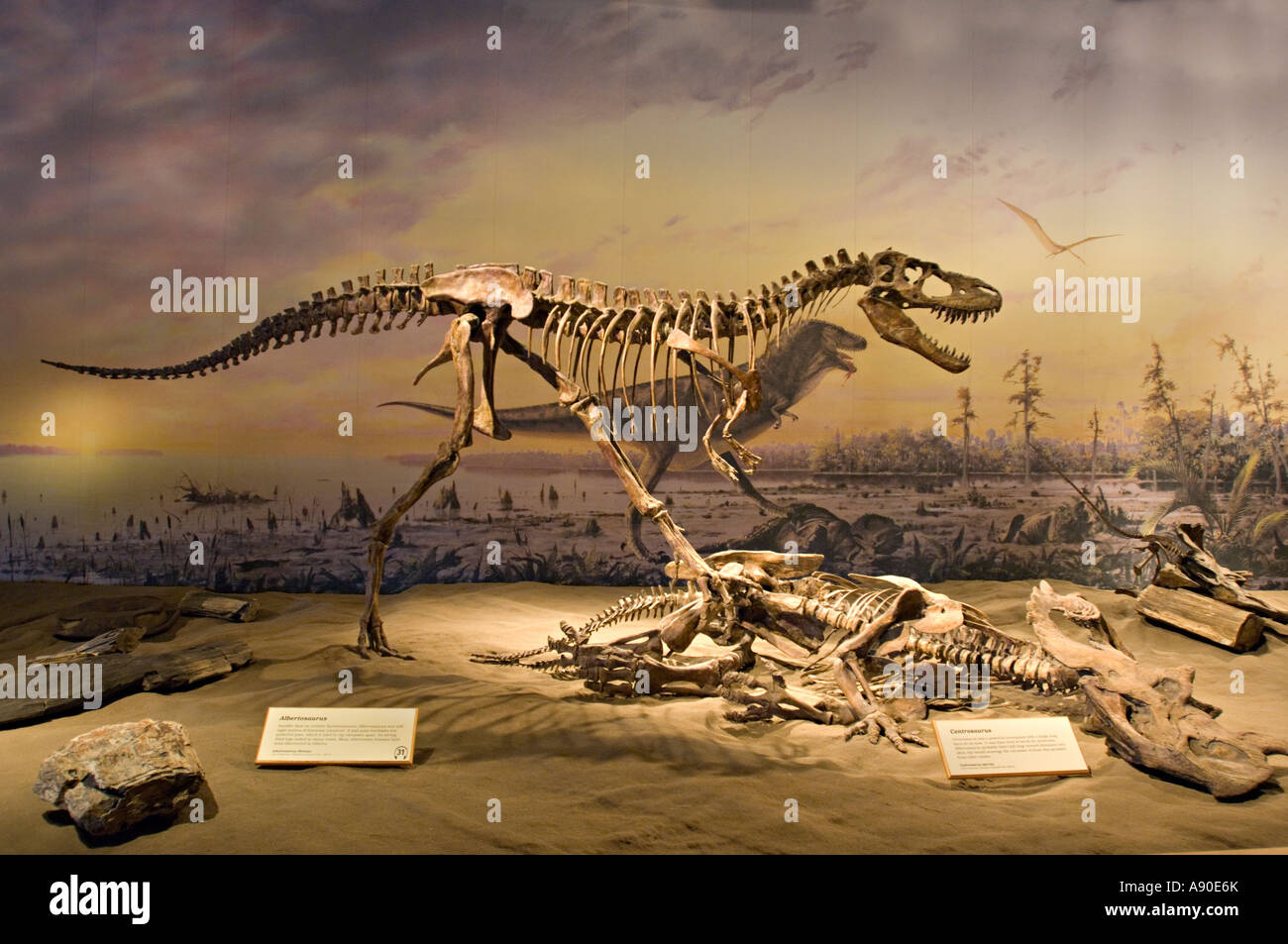 Albertosaurus Dinosaurier Skelett-Ausstellung Stockfoto