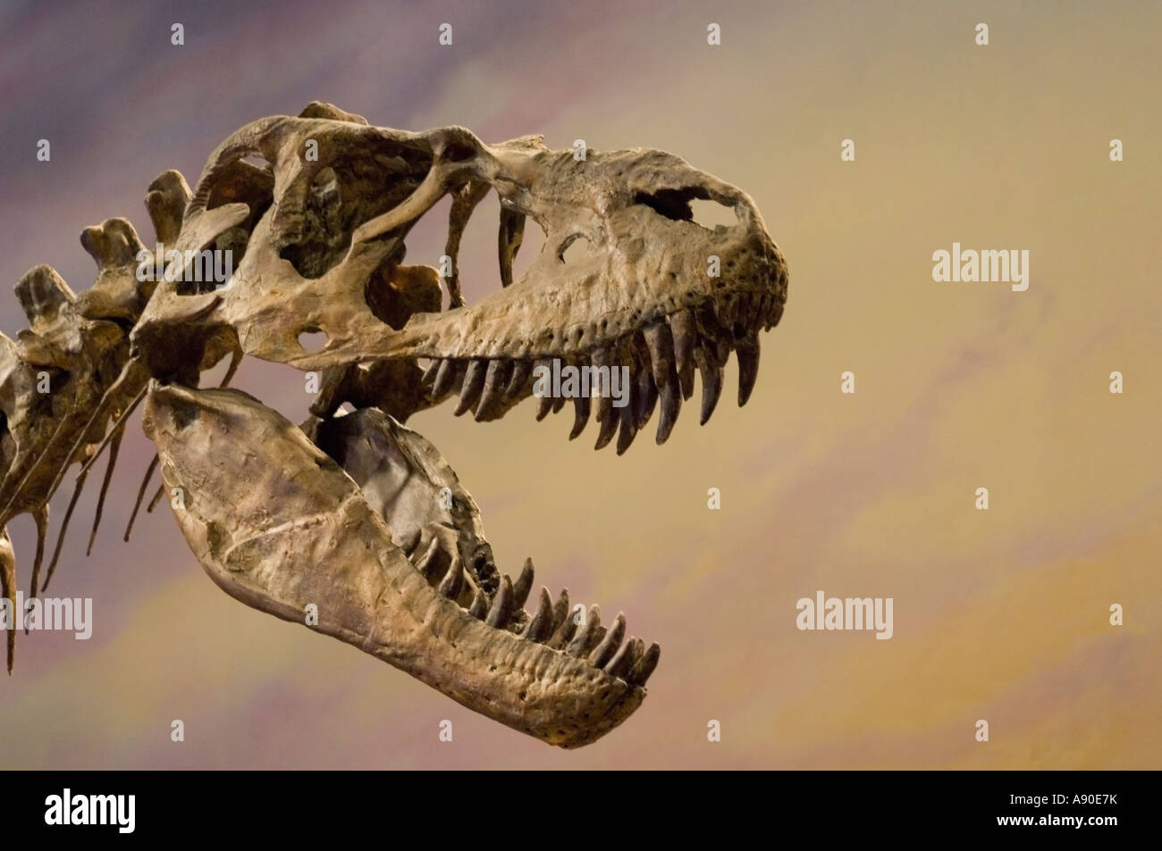 Albertosaurus Dinosaurier Skelett-Ausstellung Stockfoto