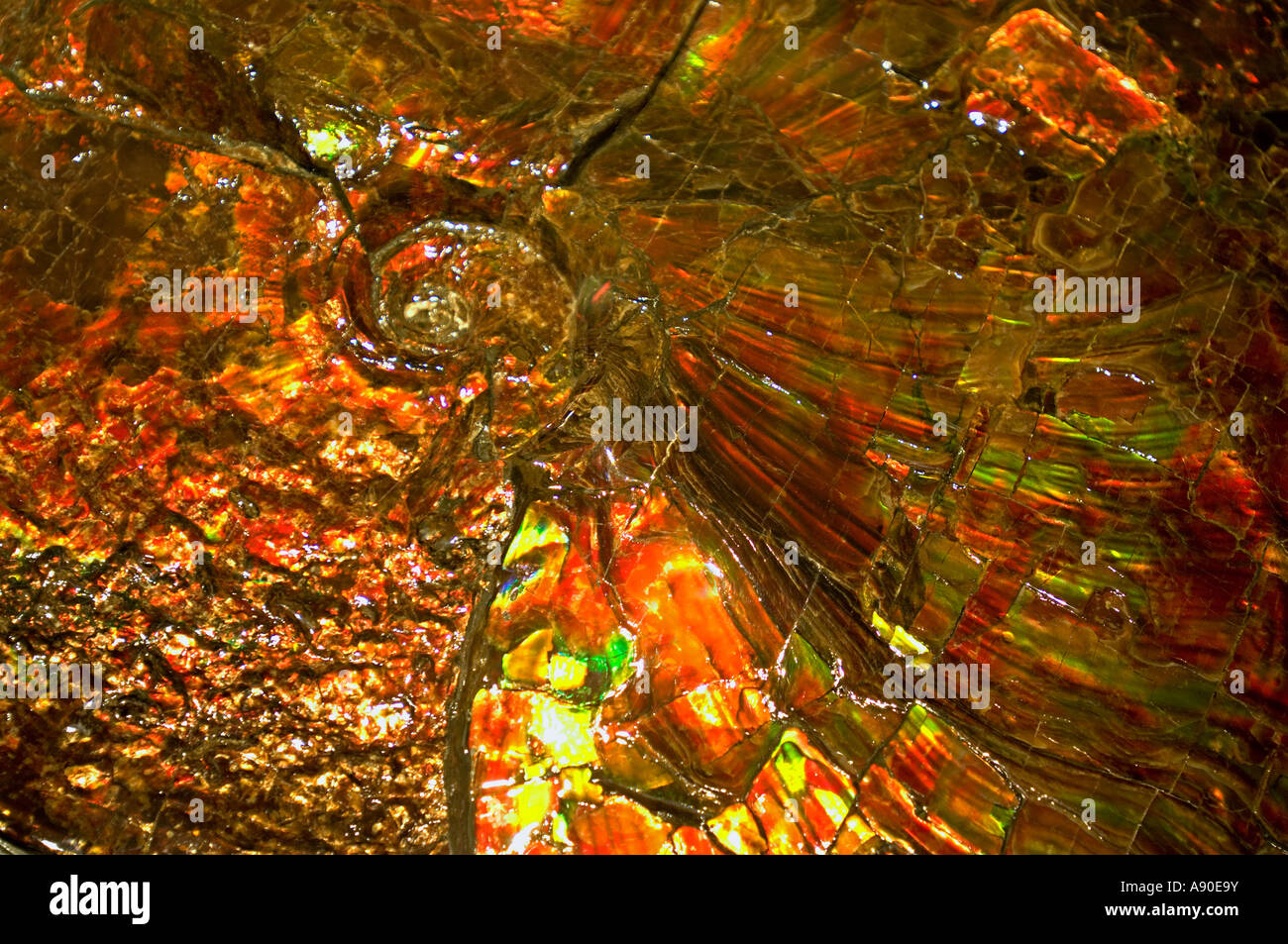 Ammonit fossil Stockfoto