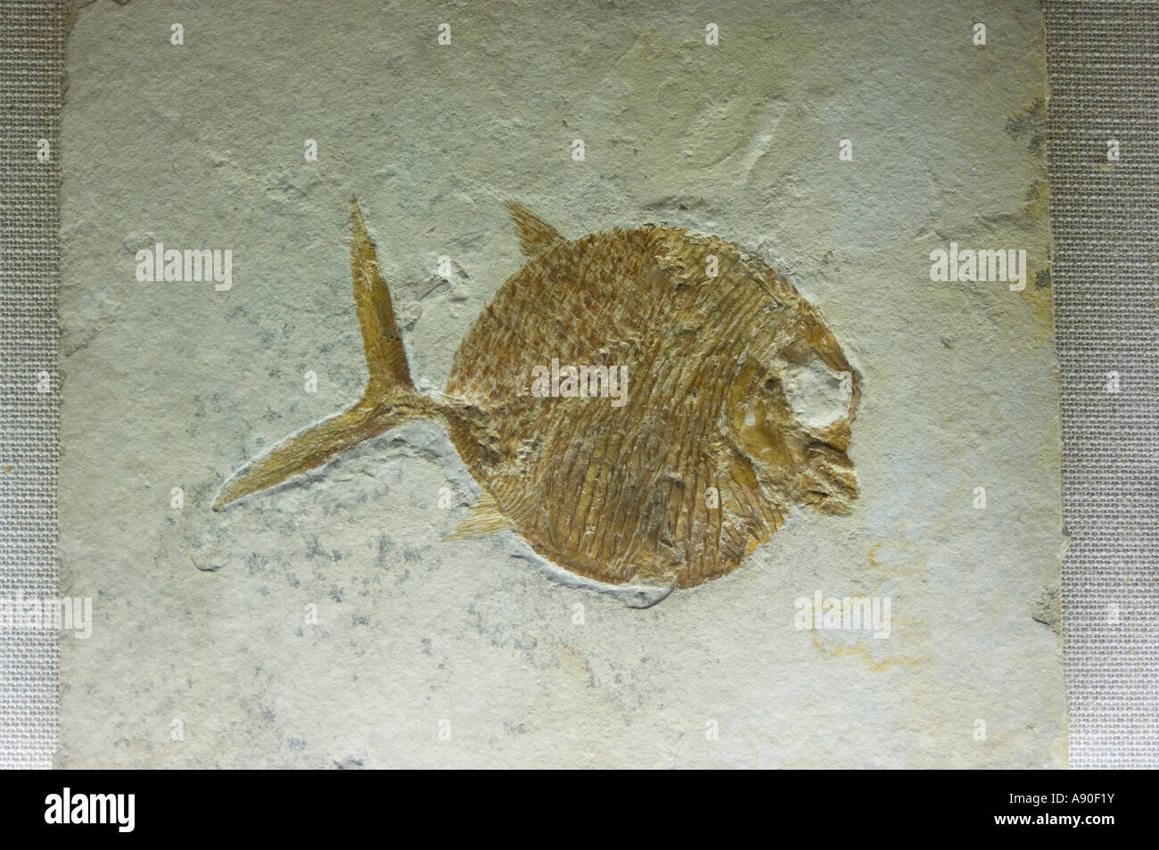 Fossil eines Fisches Stockfoto
