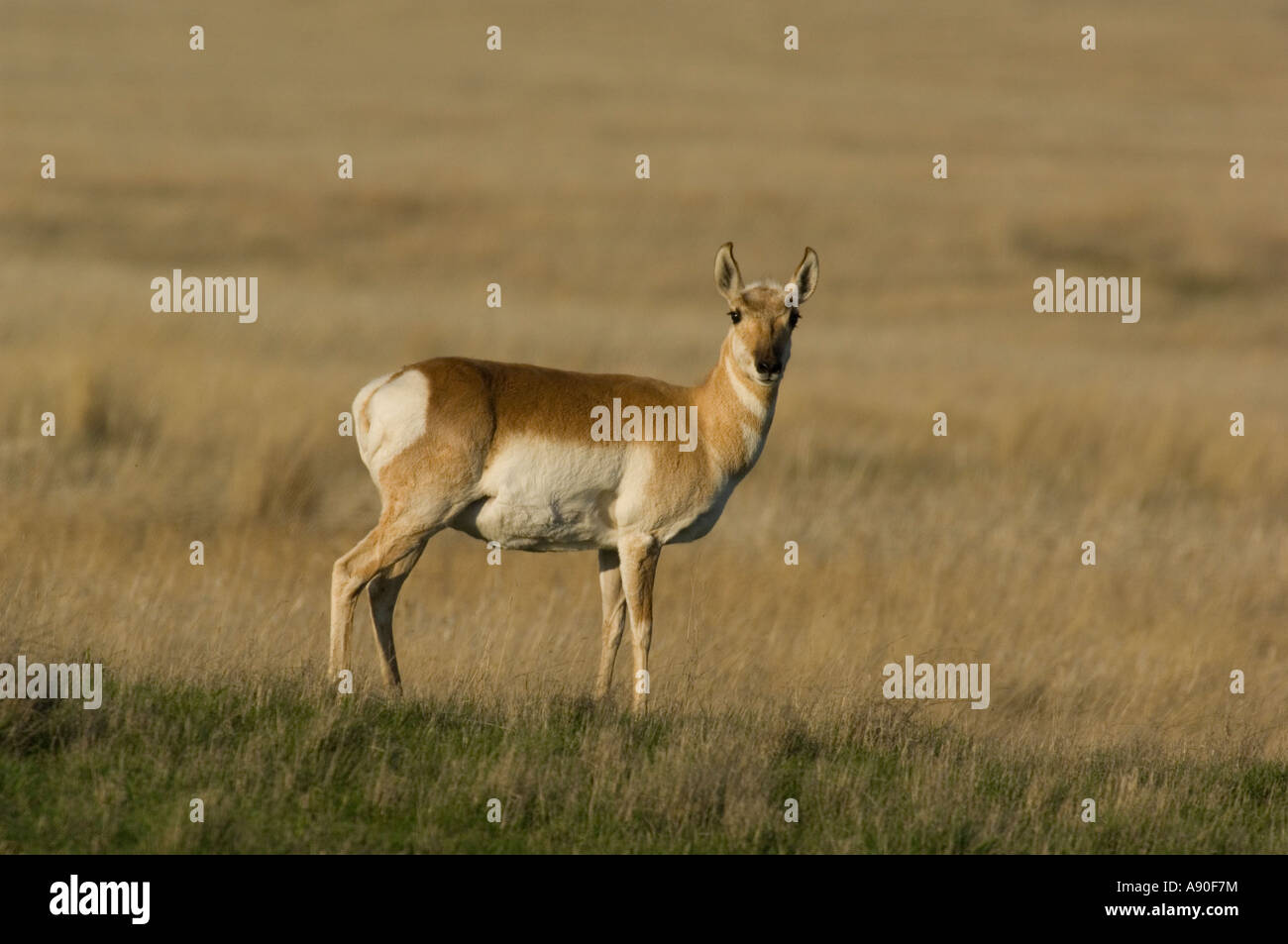 Eine weibliche Pronghorn Antilope Stockfoto