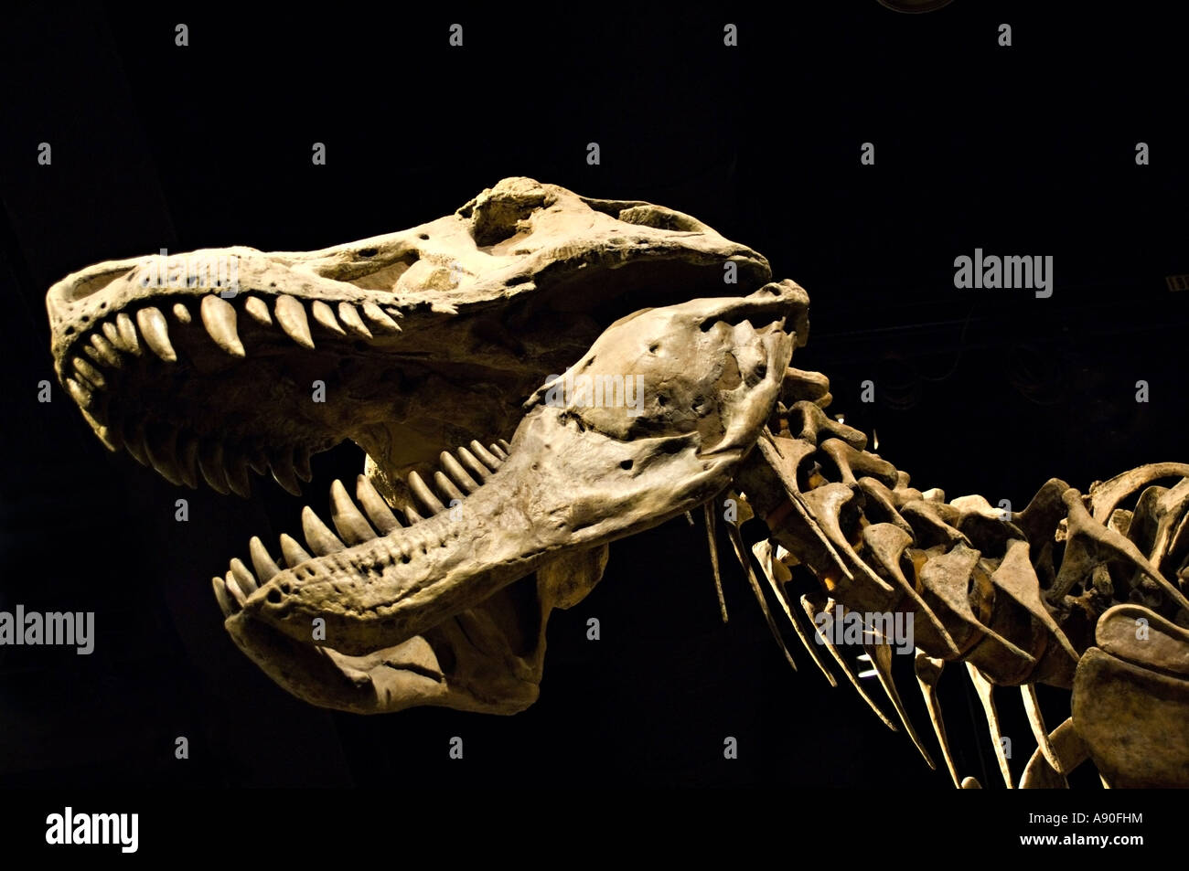 Tyrannosaurus rex Skelett Stockfoto