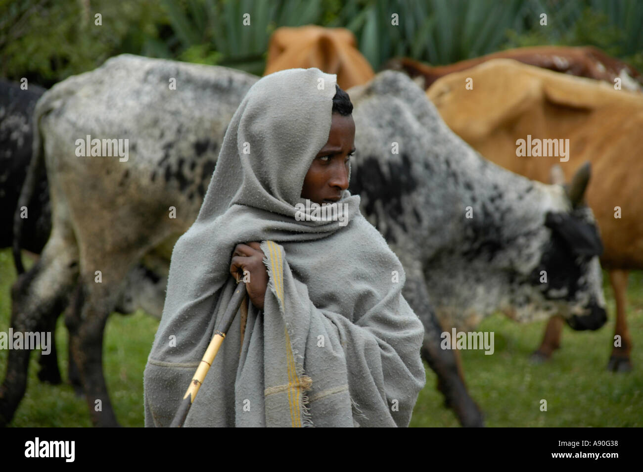 Landwirt abgedeckt, in eine Decke mit seinen Kühen Bahir Dar, Äthiopien Stockfoto