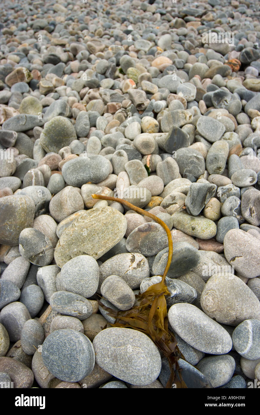 Wunderschön farbigen glatten Kieseln und Felsen machen große Kunst Bilder auf dieser schottischen Strand mit einigen Algen Stockfoto