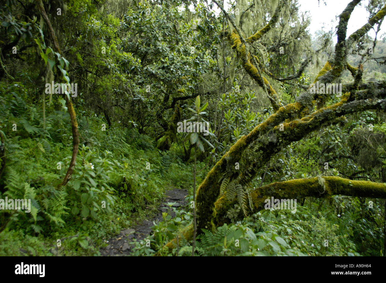 Dichte Vegetation in den nebligen Wald in den Semien Bergen in der Nähe von DebarkEthiopia Stockfoto
