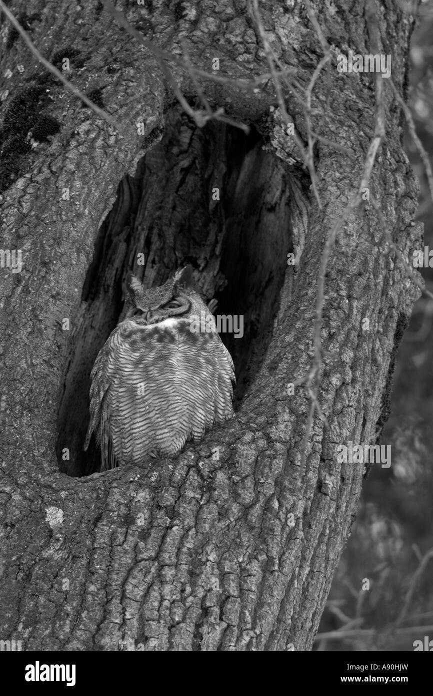 Große gehörnte Eule Schlafplatz in der Mulde des Baumes Stockfoto