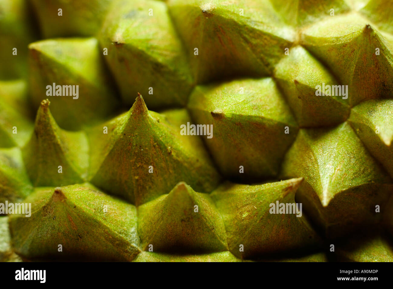 Nahaufnahme von Durian Frucht abstrakt wie eine heikle Landschaft Stockfoto