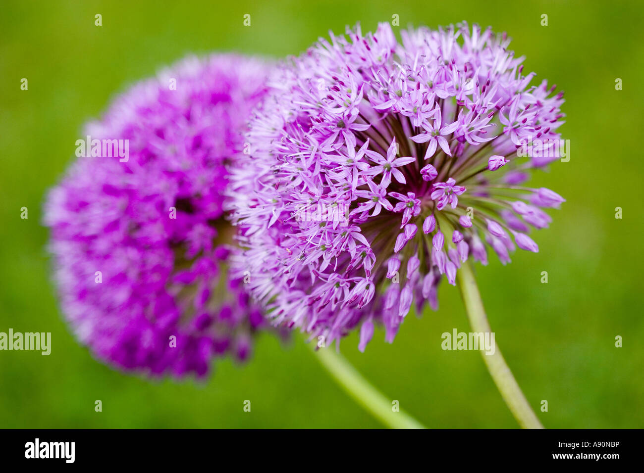 Zwei lila Alliums Stockfoto