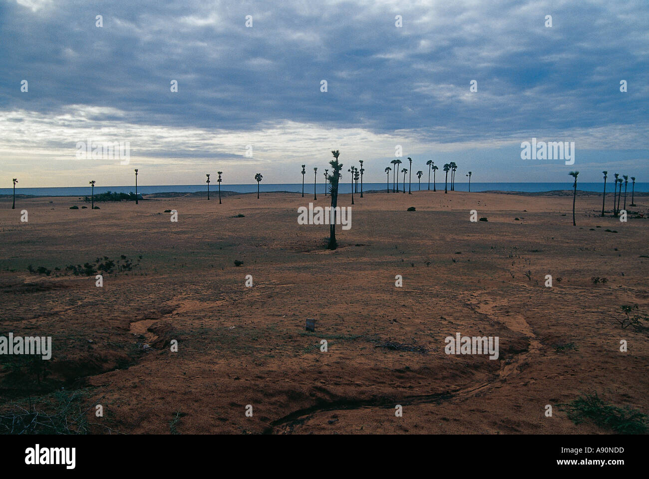 NMJ99657 Landschaft Braunerde blauen himmelblauen Meer Golf von Bengalen Palmen in Mahabalipuram Tamilnadu Indien Südasien Stockfoto