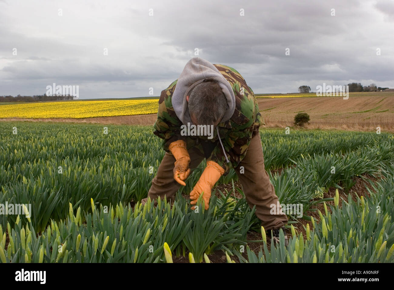 Marcus eine Bulgarische Wanderarbeitnehmer Landarbeiter, Arbeiter & Narzisse Picker, Schneiden & Kommissionierung Narzissen an schottischen Bauernhof, Montrose Becken, Aberdeenshire. Stockfoto