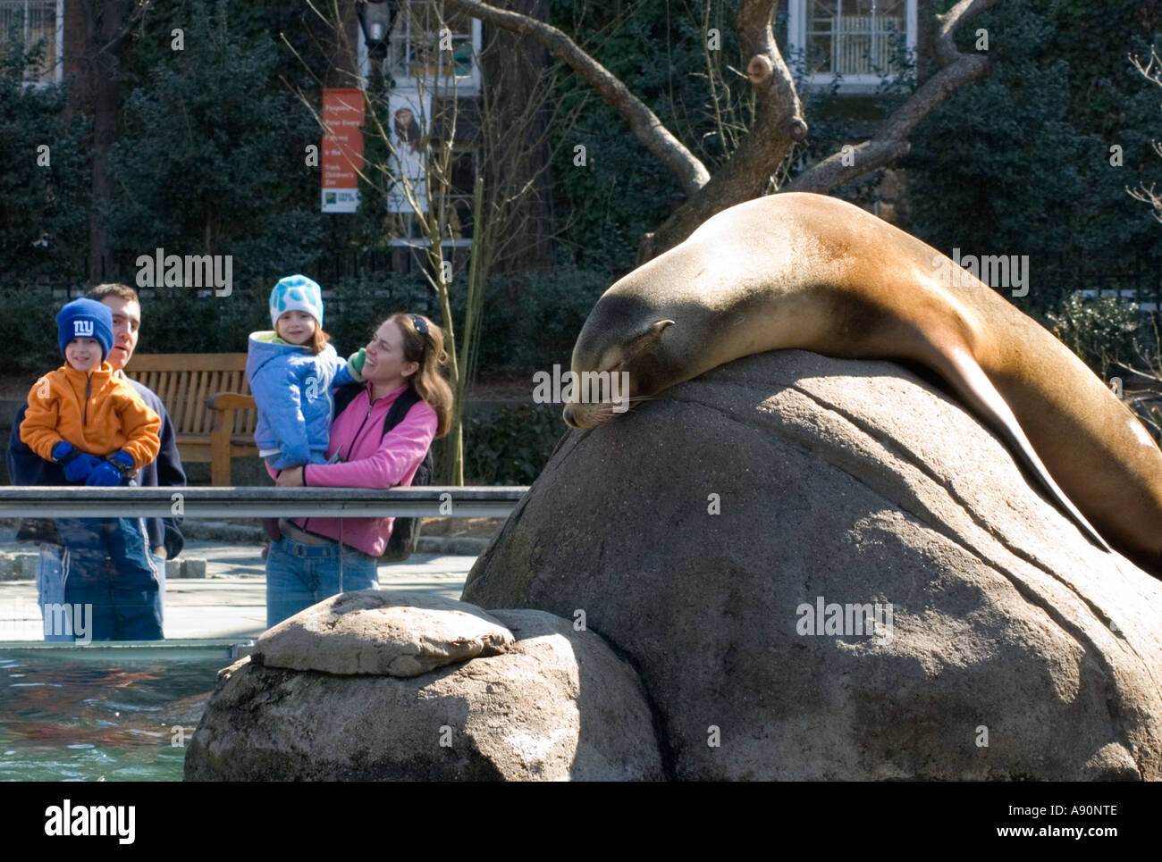 Familie vor dem Seelöwen im Central Park Zoo Stockfoto
