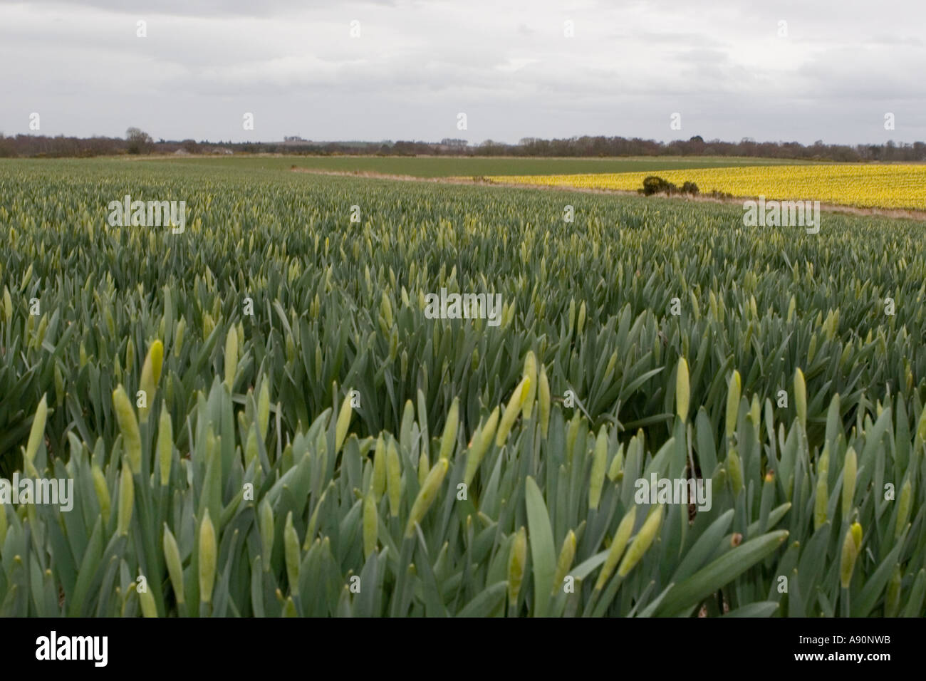 Kommerzielle Narzissen wachsen und Landwirtschaft Zeilen Nordosten, Schottland, Großbritannien Stockfoto