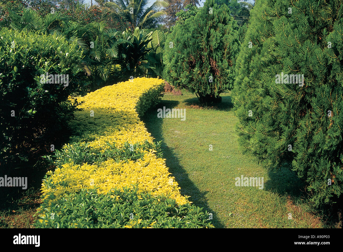 NMJ99675 Baumgarten Weg Hecke Panvel Maharashtra, Indien Stockfoto