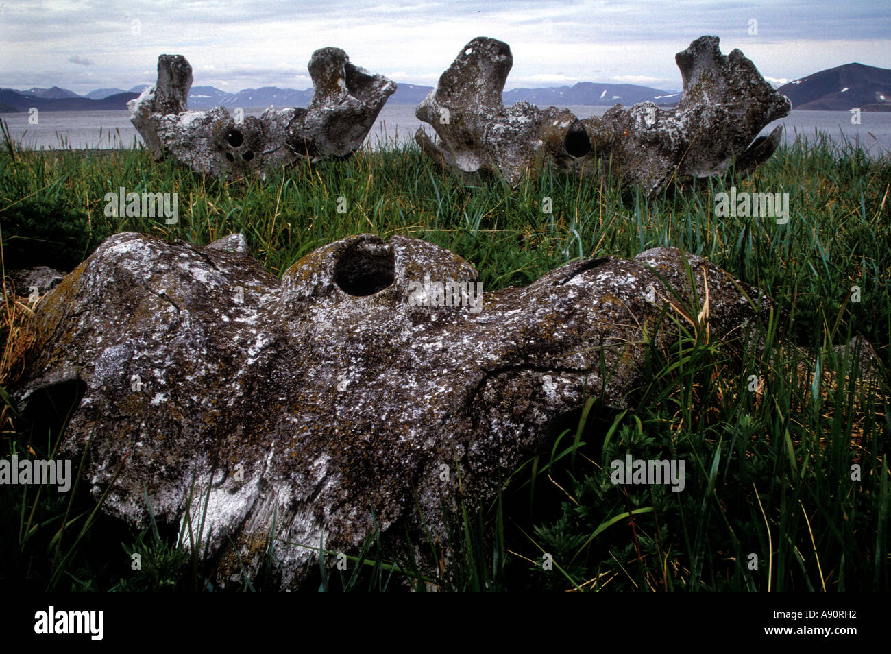 PA5-1 BOGEN-KOPF WAL-KNOCHEN AUF WAL-GASSE Stockfoto