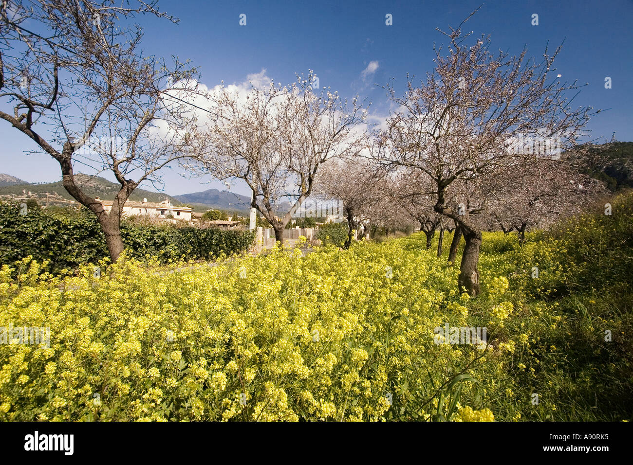 Mallorca Mandel-Blüte Stockfoto