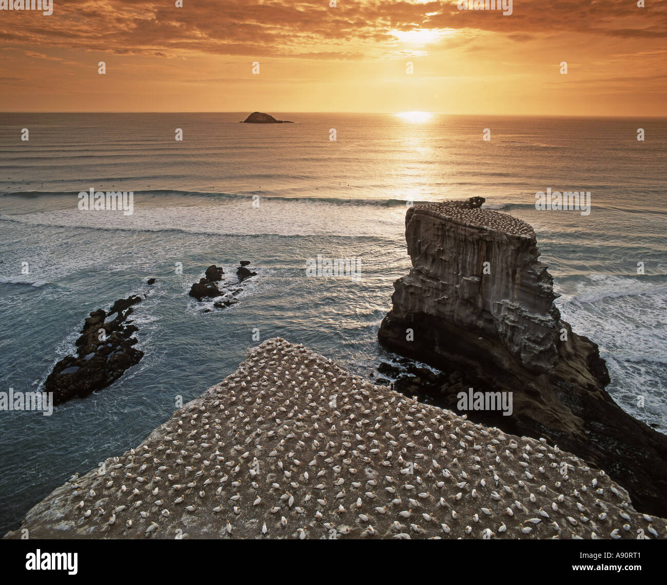 New Zealand Tölpelkolonie am Muriwai Beach Tölpel fliegen von Muriwai nach Australien und zurück kommen Stockfoto