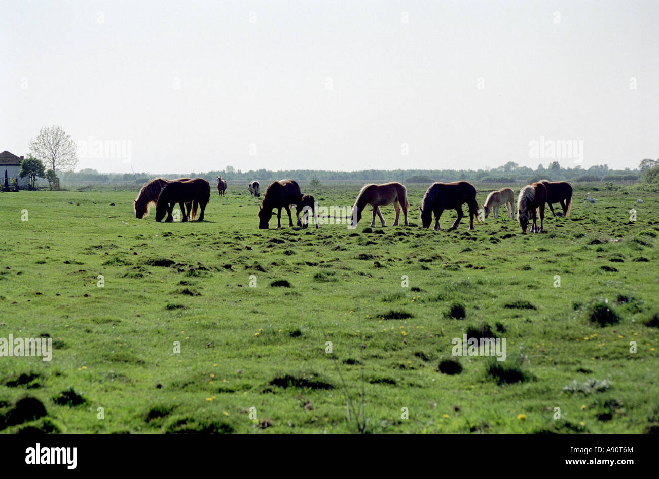 Eine Herde von Pferden Stockfoto