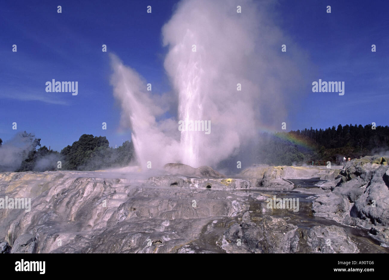 New Zealand Rotorua Whakarewarewa Pohutu Geysir Stockfoto