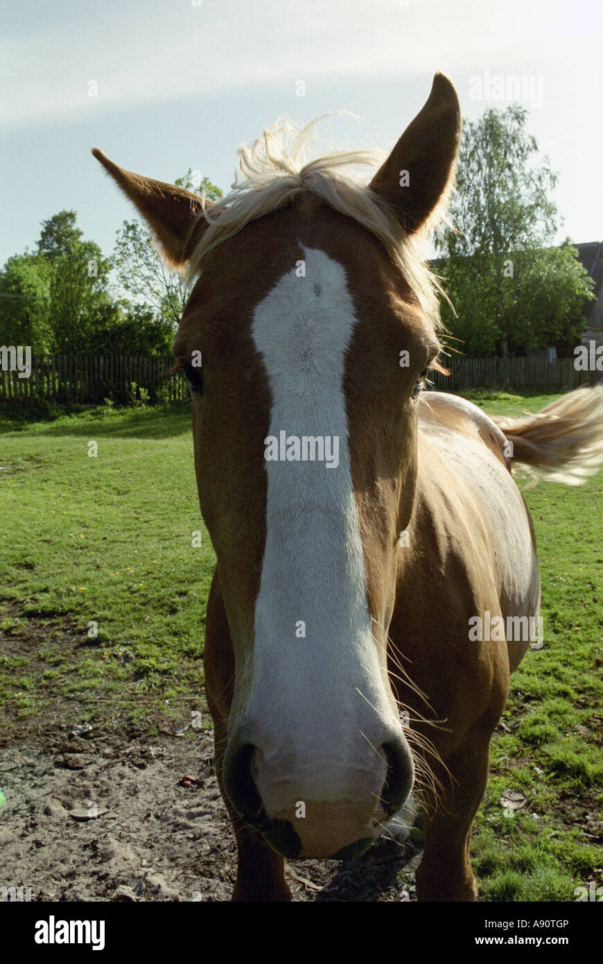 Horse Portrait Stockfoto