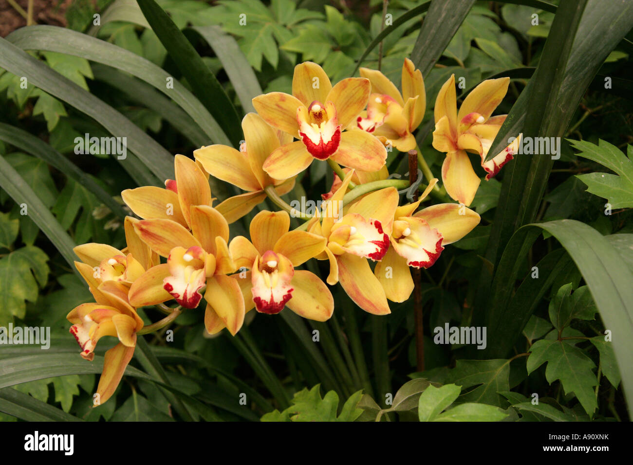 Ornamentale Orchidee Blume Stockfoto