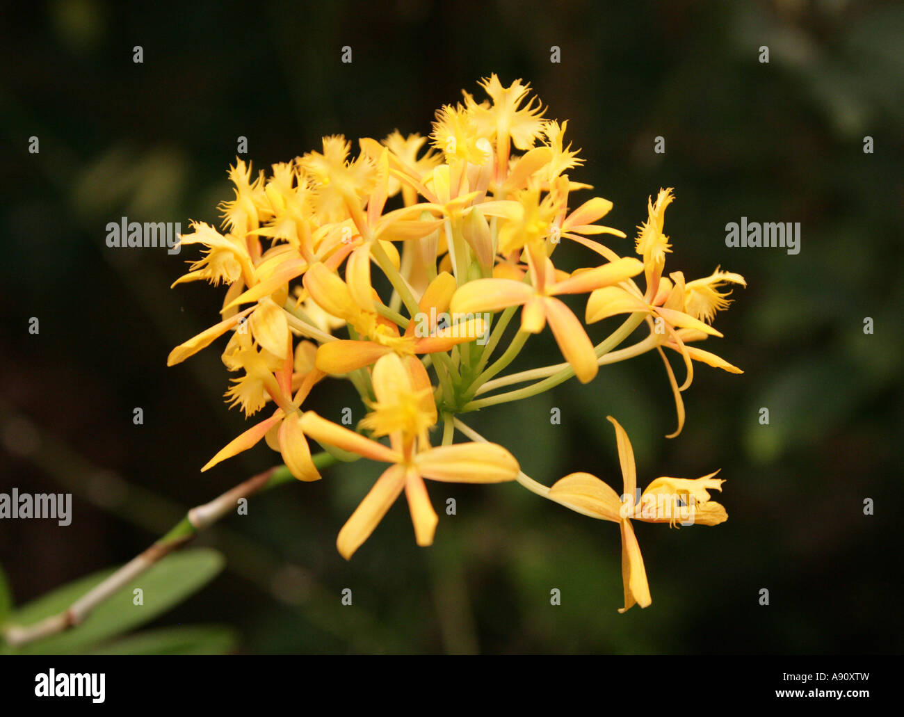 Orchidee Blume Stockfoto