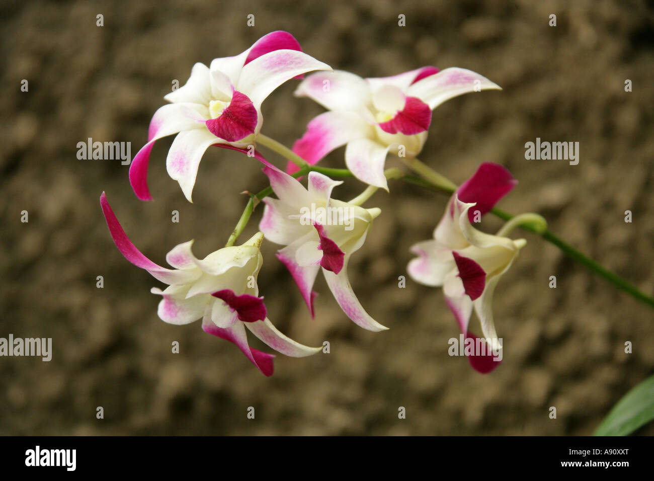 Ornamentale Orchidee Blume Stockfoto