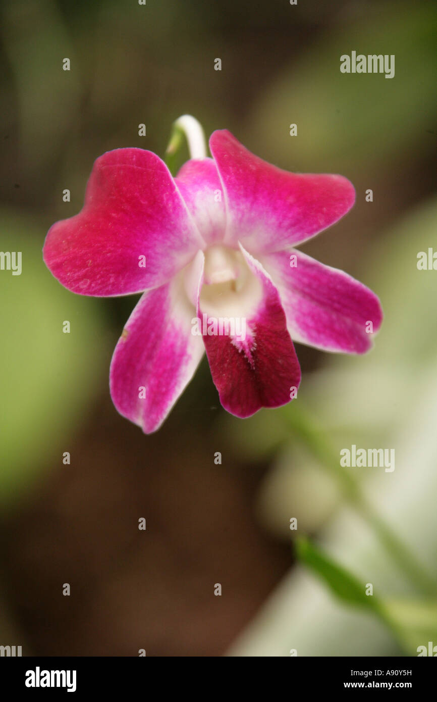 Orchidee Blume, Dendrobium SP, Orchidaceae. Stockfoto