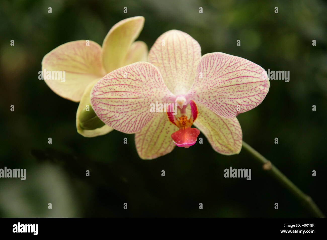 Orchidee Blume, Orchidaceae Phalaenopsis hybrid Stockfoto