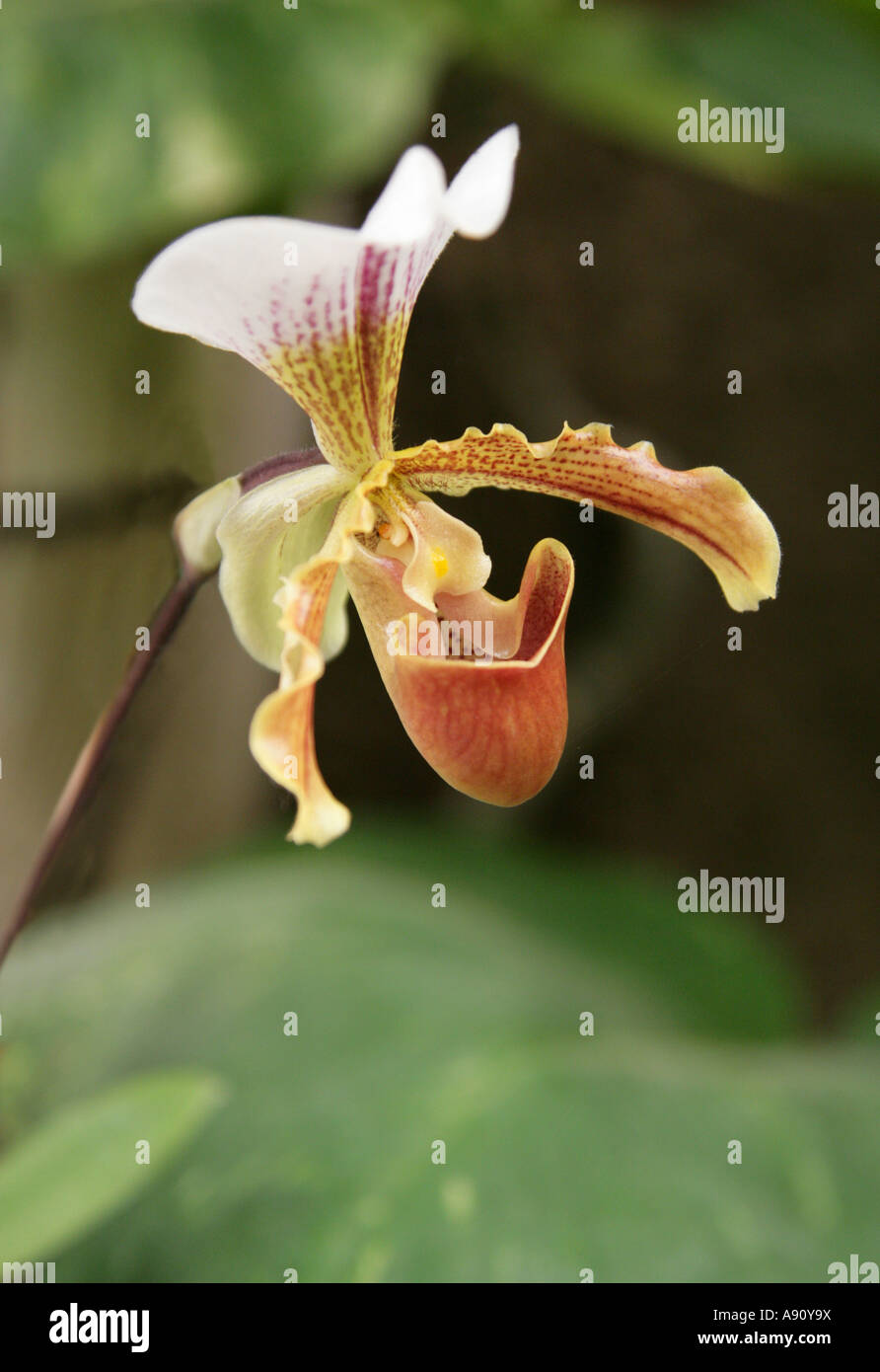 Gelbe Ladys Slipper Orchidee Paphiopedilum sp Stockfoto