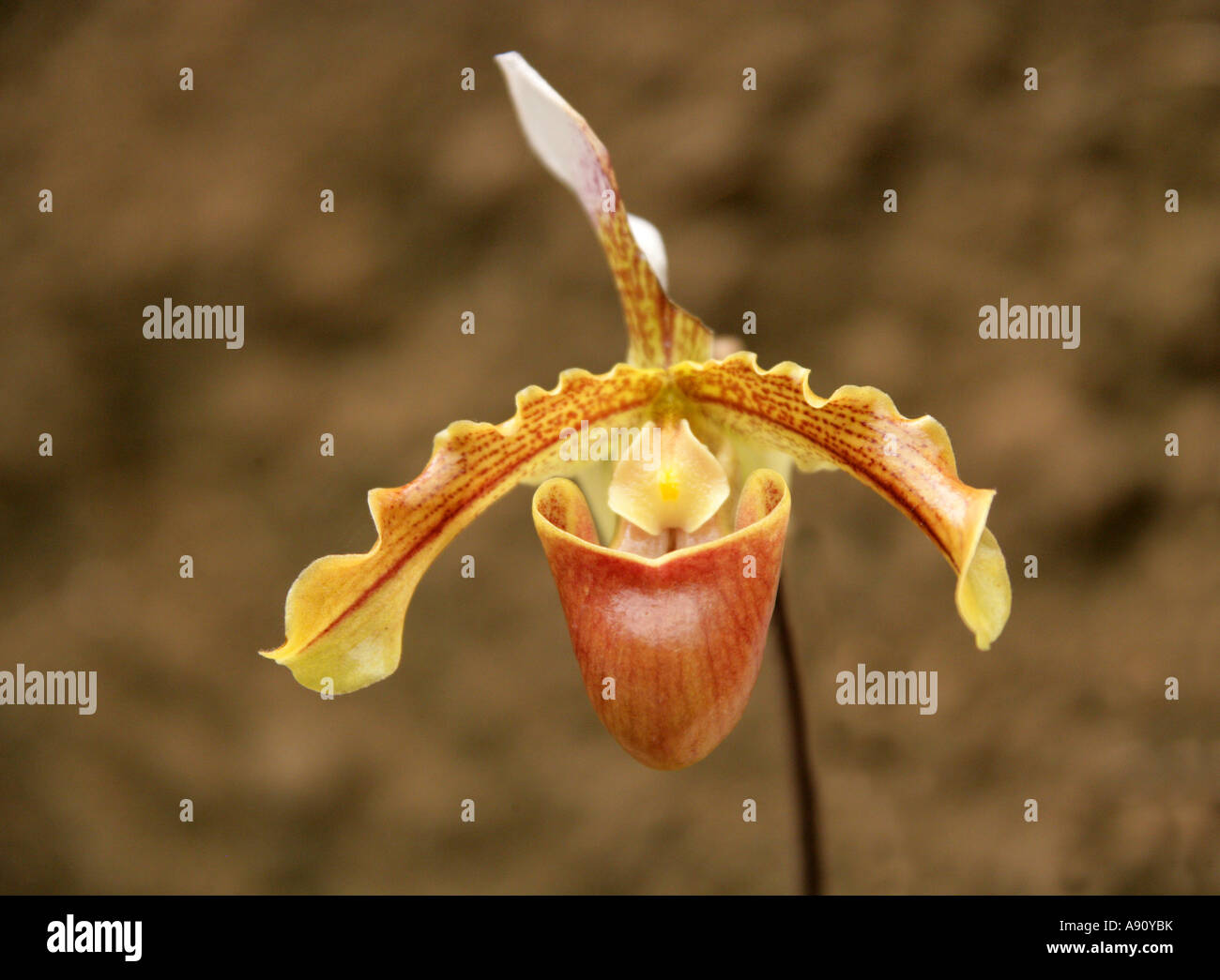 Gelbe Ladys Slipper Orchidee Paphiopedilum sp Stockfoto