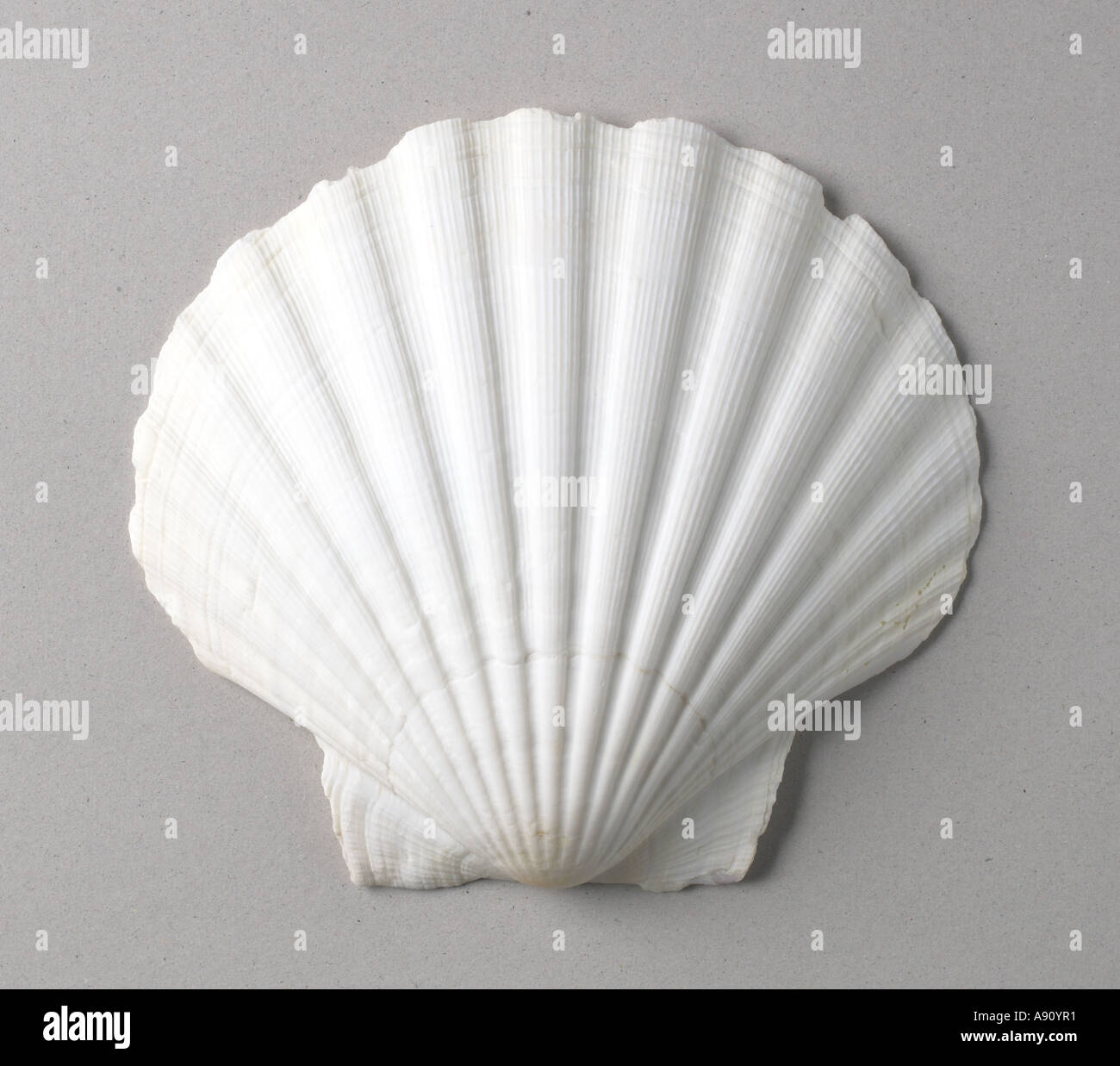 Sea Shell Stockfoto