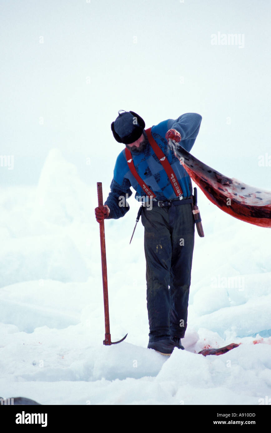 Mann mit Dichtung Fell auf Packeis während der Robbenjagd in Kanada Stockfoto