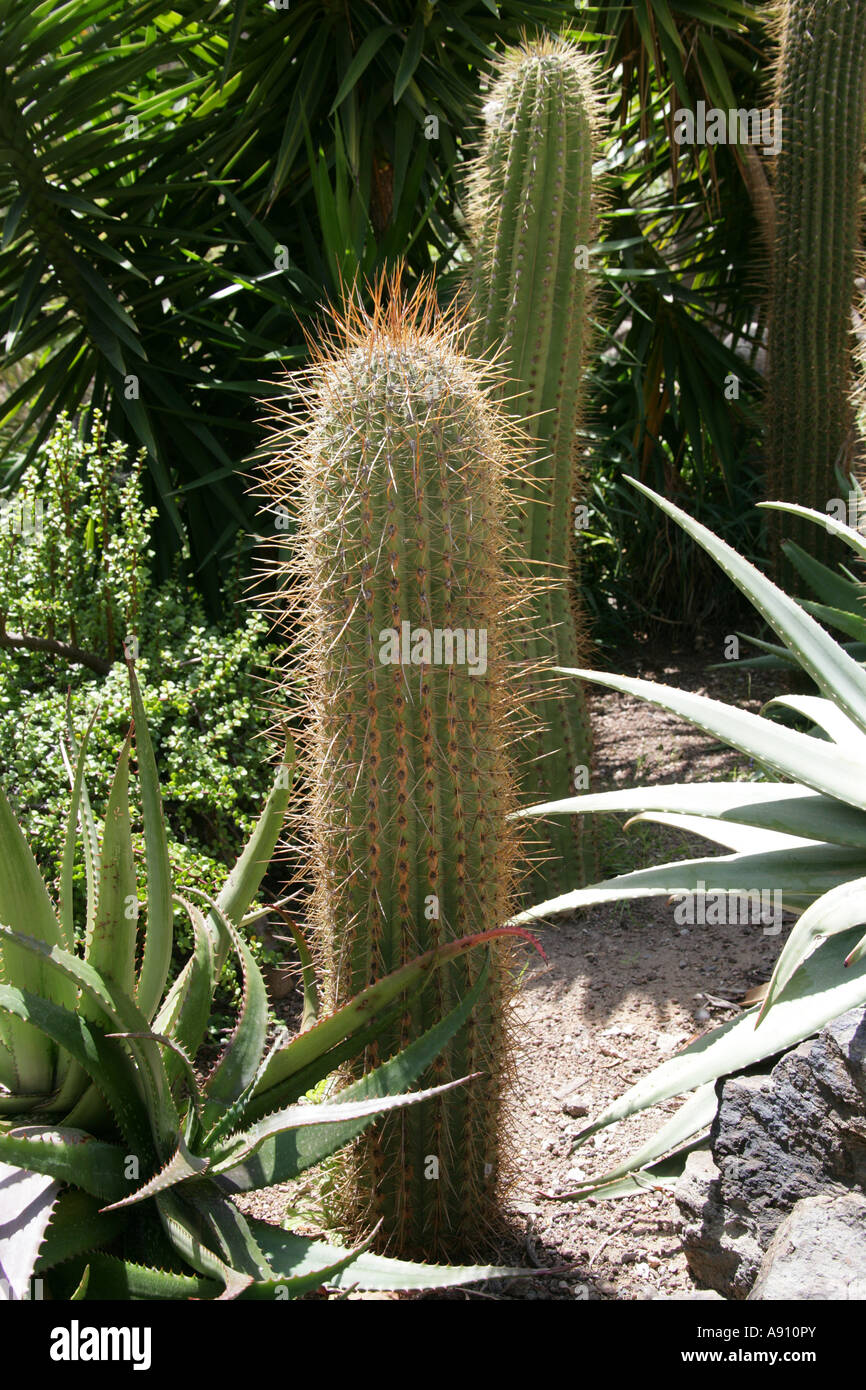 Kaktus und Aloe Pflanzen. Palmitos Park, Gran Canaria Stockfoto