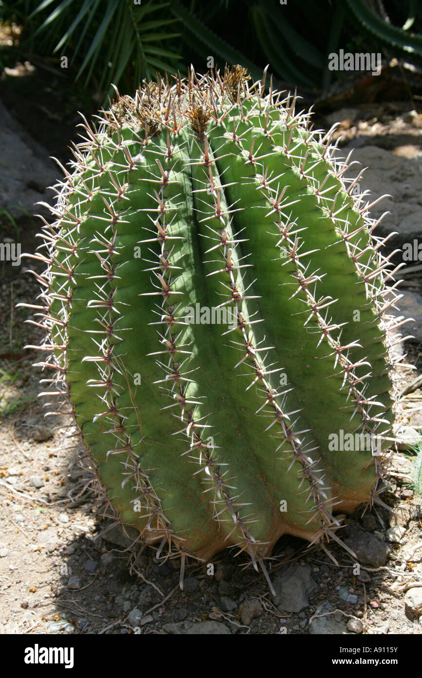 Cereus Cactus sp., Palmitos Park, Gran Canaria Botanical Gardens, Kanarische Inseln Stockfoto